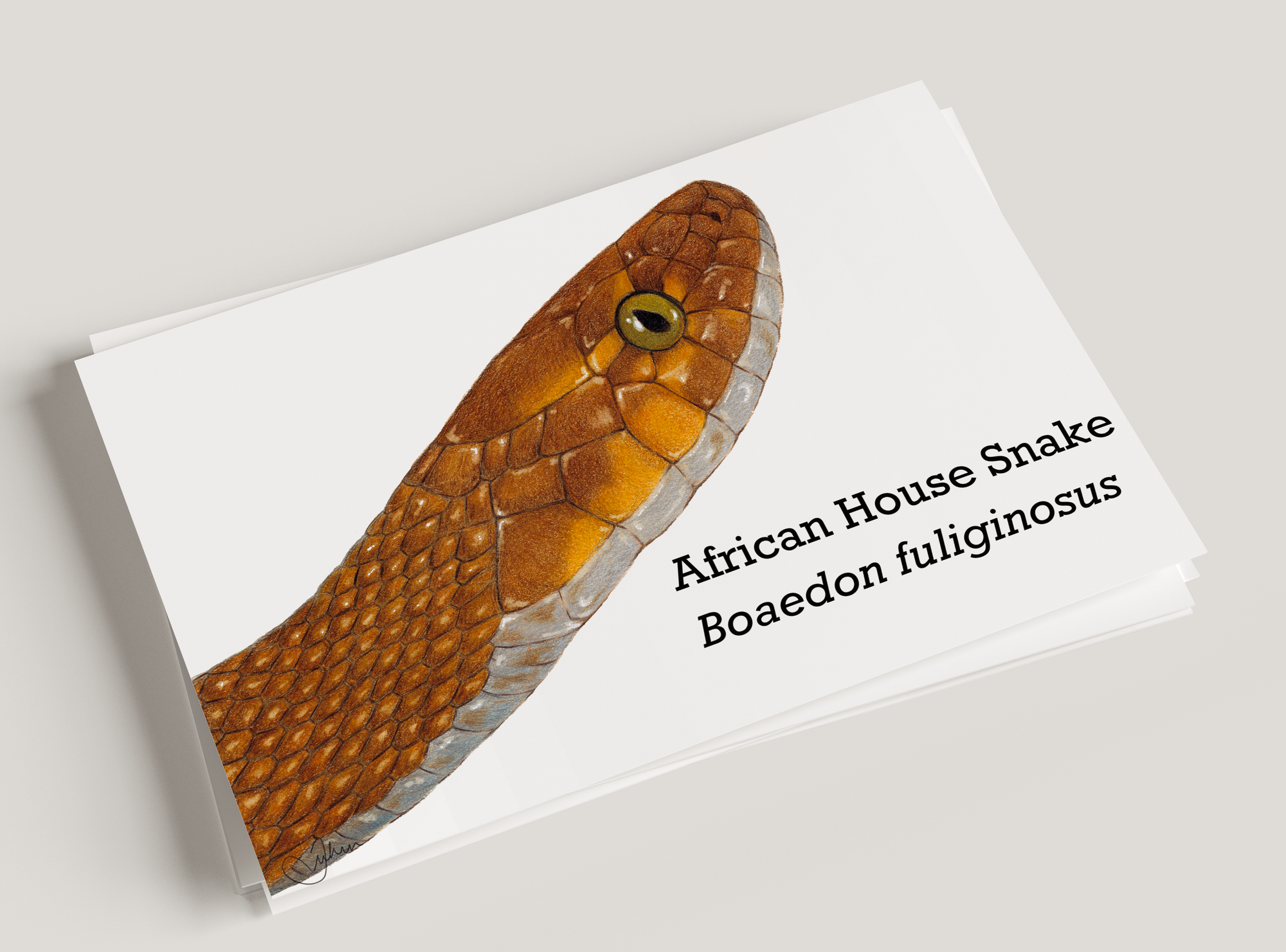 African House Snake Postcard