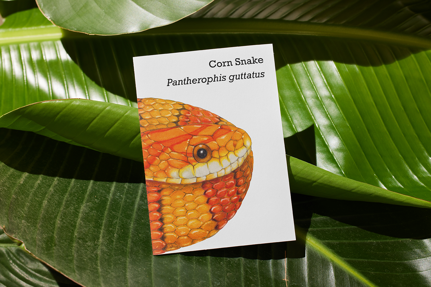 Corn Snake Postcard