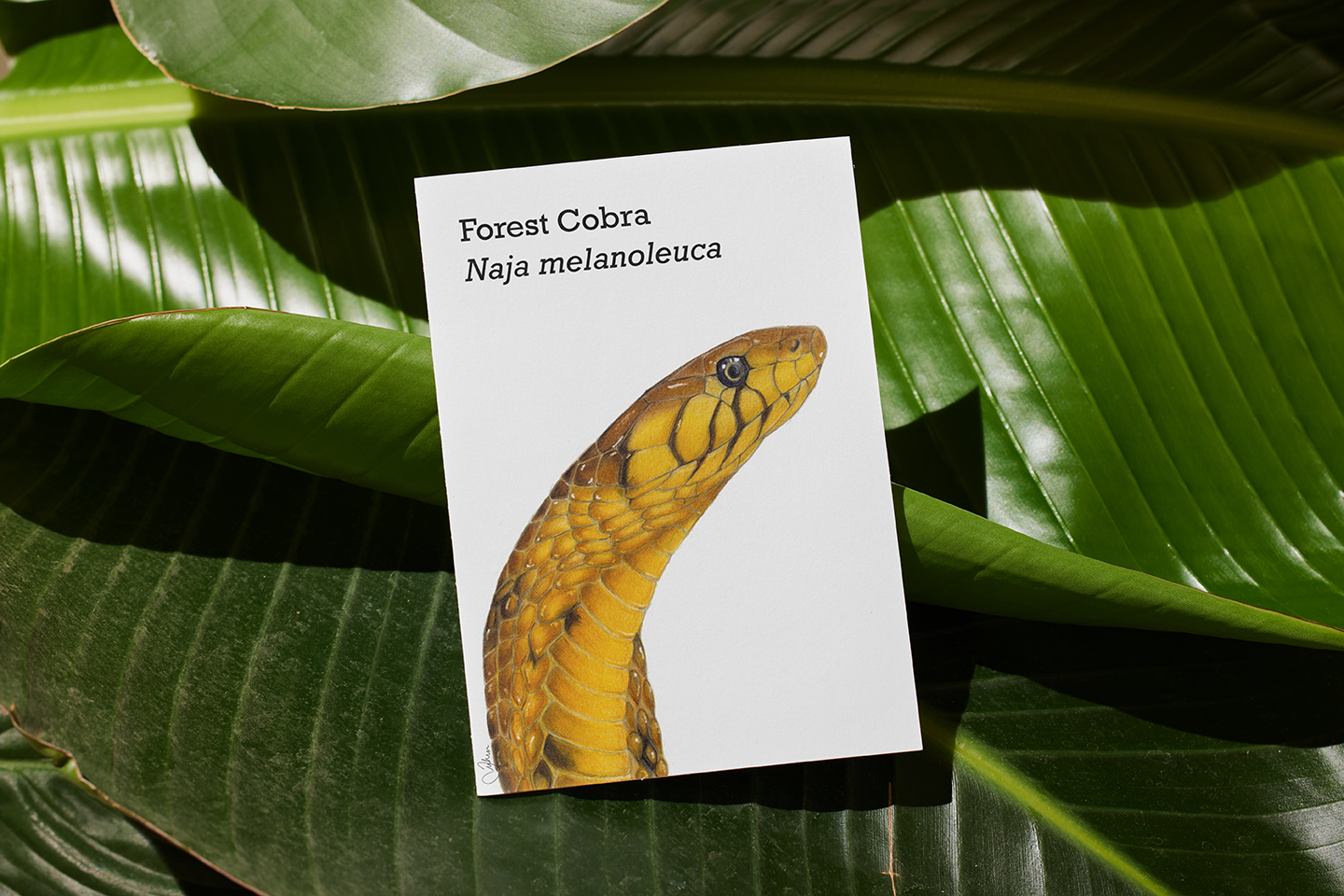 Forest Cobra Postcard