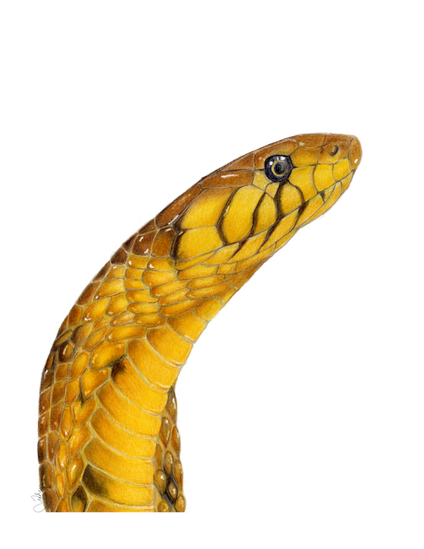 Artwork of a Forest Cobra created in colour pencil